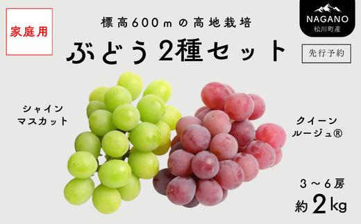 【家庭用】ぶどう2種セット（シャインマスカット／クイーンルージュ®）約2kg[TK36] ／ 2026年9月下旬～10月頃 配送予定//長野県 南信州 種なし 皮ごと 食べ比べ 詰め合わせ お試し 訳