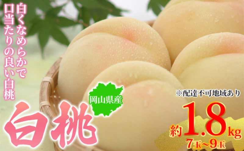 桃 2025年先行予約 岡山県産 白桃 約1.8kg 7～9玉 お届け 7月上旬～7月下旬