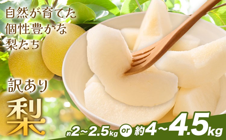 
                  【先行予約】梨 訳あり梨 選べる内容量 約2kg-2.5kg(6-10玉)  約4kg-4.5kg(10-18玉) 《2026年8月下旬-10月下旬頃出荷》 株式会社Foody’s なし 和梨 フルーツ 果物 ご家庭用 不揃い キズあり 菊池市産 熊本県産 九州産
                