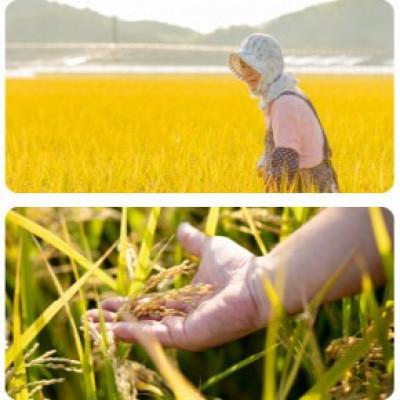 ふるさと納税 岡山市 【石原果樹園】備前乙女米　白米2Kg×1袋・玄米2kg×1袋(BOHB02-2) |  | 02