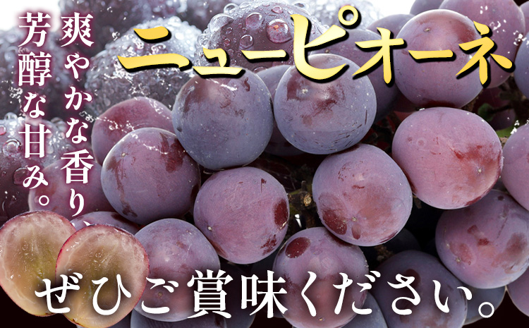 【2026年先行予約】ぶどう ニューピオーネ ご家庭用 1kg 以上 2房《2026年8月上旬-9月中旬頃出荷》株式会社fruceed ぶどう 送料無料 岡山県 浅口市 ぶどう フルーツ 果物 くだも