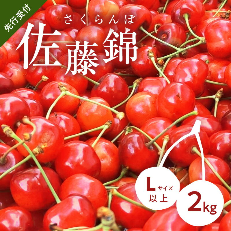 【ふるさと納税】【 先行予約 2026年7月上旬より発送 】余市の砂川果樹園が贈る もぎたて直送さくらんぼ 佐藤錦 2kg箱 Lサイズ以上期間限定 フルーツ 甘い 母の日 お供え 果物 果実 パフェ お供え物 デザート グルメ ギフト 贈り物 お取り寄せ 北海道 余市町 送料無料