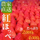 【ふるさと納税】【2025年2月以降配送】南伊豆産いちご 選べるたっぷり紅ほっぺ 2kg~4kg 2000g 4000g いちご イチゴ 苺 紅ほっぺ 生いちご 美味い あまい お得 大容量 旬 静岡 果物 フルーツ 南伊豆町産 静岡 1箱 2箱 ご自宅用 南伊豆ファーム