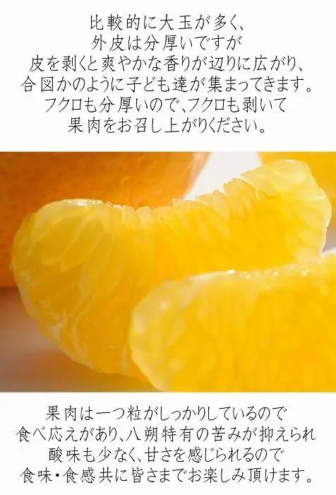 はっさく 6kg 訳あり 木成りはっさく［Mg20］
