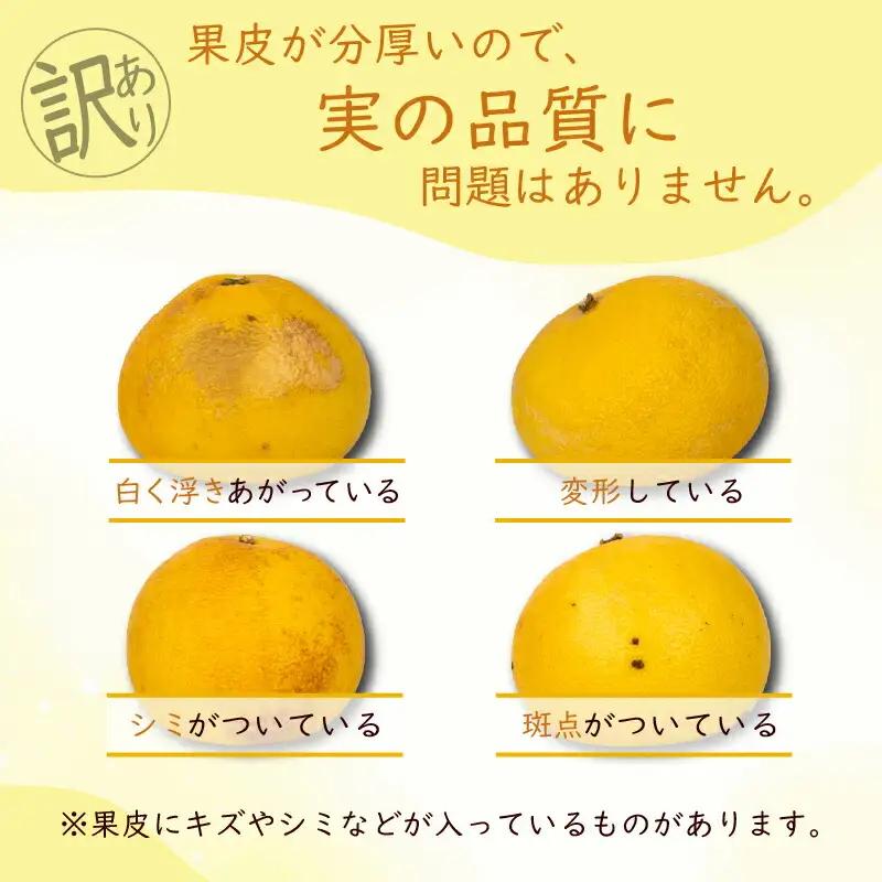 土佐文旦 3Lサイズ×2玉【文旦】