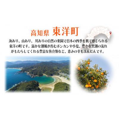 ふるさと納税 東洋町 活き〆ウチワエビ　小1000gセット(12〜15尾)天然高知県産!刺身OK!　誰でも簡単説明書付! |  | 03