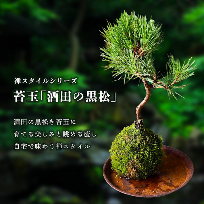 【ふるさと納税】禅スタイルシリーズ 苔玉 「酒田の黒松」 ハンドメイド 手作り moss bowl 観葉植物 和モダン 東北 山形県 酒田市 庄内