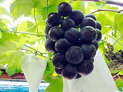 【先行予約】季節のぶどう詰め合わせ2房入り(約1kg～) | フルーツ ぶどう 詰合せ 兵庫県 上郡町【発送は2026年9月1日～2026年9月30日頃予定】