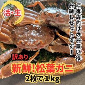 【22026】鳥取網代港【訳あり】活！松葉ガニ1kgセット【さかなや新鮮組】