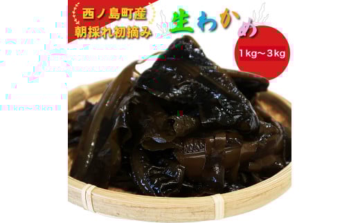 【島根県西ノ島町】湯通しで鮮やか！とろける食感 生わかめ 3kg＜朝採れ直送便＞