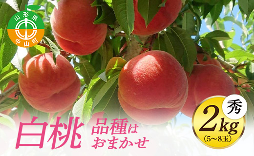 《先行予約・期間限定》山形県産 白桃 秀2kg (5～8玉) 【品種おまかせ】期間限定 数量限定 もも モモ フルーツ 果物 くだもの F4A-0143