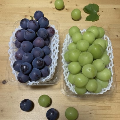 【先行受付】シャインマスカット1房+黒ぶどう1房　合計1Kg以上【配送不可地域：離島】【1688559】