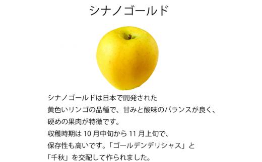 【 10月下旬から順次発送 】訳アリ　シナノゴールド　5㎏　（14～18玉）｜  シナノゴールド 林檎 りんご 長野県 松本市 果物 フルーツ ふるさと納税