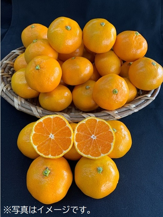 
【数量限定】有田みかん　約10kg（3L/大玉サイズ）
