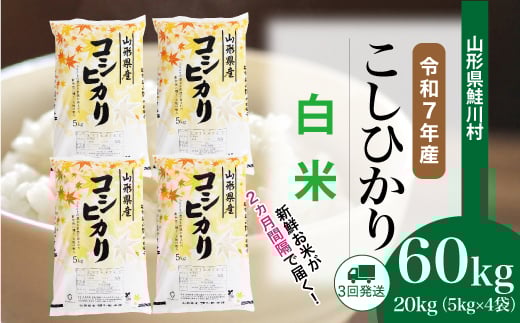 ＜令和7年産米＞ 鮭川村 こしひかり 【白米】 定期便 60kg （20kg×２ヶ月間隔で3回お届け）＜配送時期選べます＞