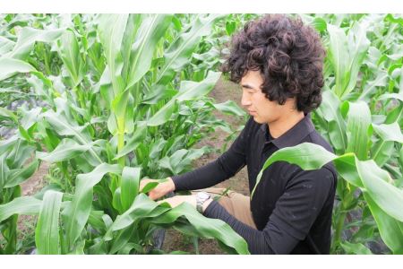 北海道栗山町産 スイートコーンその名は「おおもの」5本