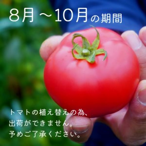 夏野菜セット 万願寺とうがらし１ｋｇとトマト２ｋｇ 化粧箱入
