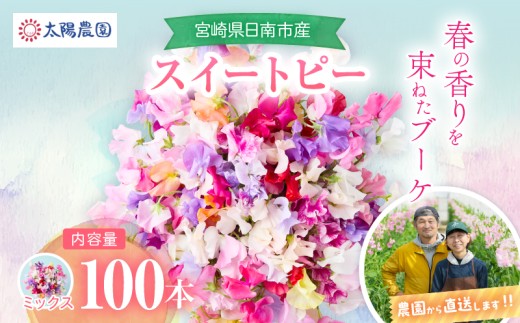 スイートピー 花束 100本 ミックス系 フラワー 期間限定 数量限定 生産者直送 新鮮 花 植物 観賞用 国産 インテリア用品 贈り物 ギフト プレゼント お祝い 誕生日 記念日 人気 おすすめ 癒し 選べる 宮崎県 日南市 送料無料_FA16-26