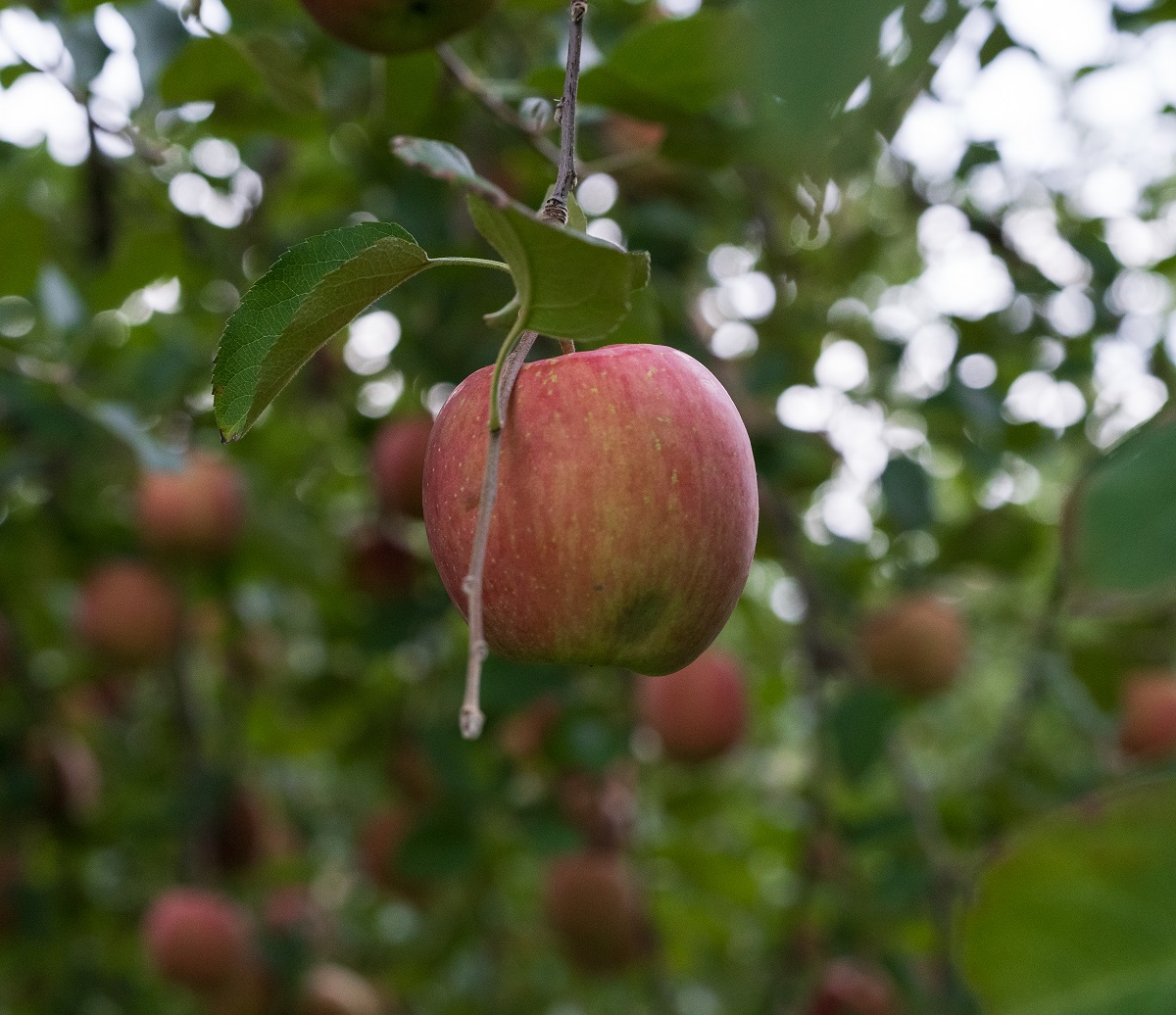【2025年11月下旬発送】りんご 3kg 程度 葉とらず サンふじ 11月 12月 家庭用 青森産 りんご ふじ 【 サンふじりんご 葉とらずりんご くだものフルーツ果物林檎約3kg 】