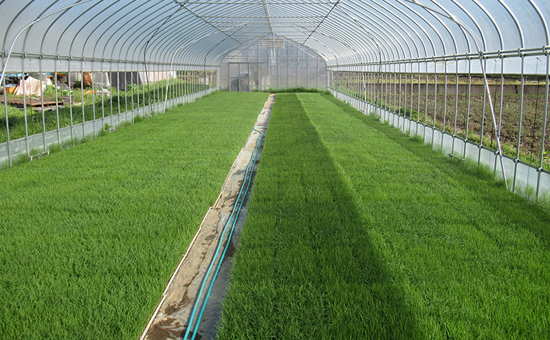 米 令和7年 関口さんちのお米 コシヒカリ 3kg お米 こめ コメ 精米 白米 ご飯 こしひかり 長野 信州