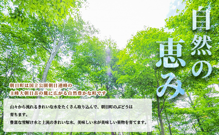 ＜先行予約＞ 農家直送 山形県 朝日町産 ぶどう シャインマスカット 特秀 1.2kg以上 2房 山形産 ぶどう ブドウ 葡萄  果物 フルーツ 秋【10月上旬～11月上旬発送】