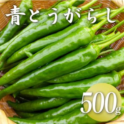ふるさと納税 三原村 三原村産　ゆず農家が作る　大きな青唐辛子”大紅” 500g　長さ8〜15cm!
