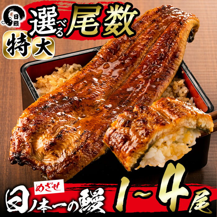 【ふるさと納税】【家計応援】【尾数が選べる！】＜肝串3本付き！＞うなぎ生産量日本一の鹿児島県産！日ノ本一の鰻の蒲焼き＜特大＞1尾〜4尾！うなぎ 鰻 ウナギ 1尾 2尾 3尾 4尾 蒲焼き かばやき 冷凍 うな重 ひつまぶし タレ 山椒【日鰻】