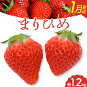 【ふるさと納税】【2025年1月発送】和歌山県産ブランドいちご「まりひめ」約300g×4パック 計1.2kg 日高町厳選館《2025年1月上旬-2月中旬頃出荷》和歌山県 日高町 いちご 苺 まりひめ フルーツ 果物 スイーツ 送料無料【配送不可地域あり】