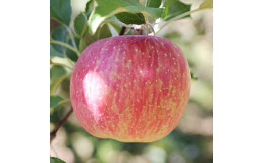 【2026年トップバッター!】長野県産りんご(つがる)約5kg 秀品＜2026年9月上旬から発送＞ 信州 南信州 高森町 産地直送 果物 くだもの 旬のりんご 山下屋荘介