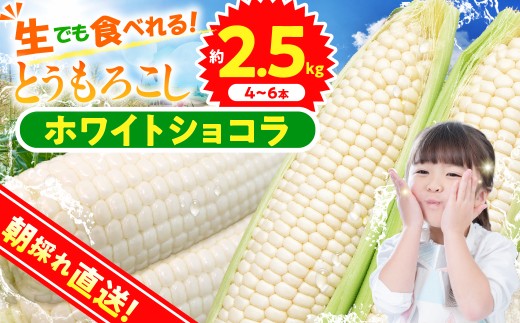 ★2027年先行予約★富士北麓忍野村の気候、水、自然で作られた朝採りトウモロコシ《ホワイトショコラ》4本～6本（約2.5kg）