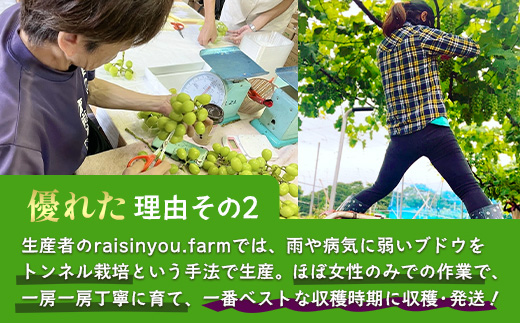 【先行予約】ぶどう クイーンニーナ 約2kg 3～4房【2025年8月下旬～9月下旬配送予定】朝採れ即日発送 新鮮 生産者直送 果物 フルーツ 冷蔵便 佐賀県 鹿島市 送料無料 C-39