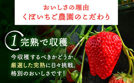 いちごジャム 3本 苺 イチゴ ジャム【配達不可：離島】 / くぼ苺農園[AECJ022]