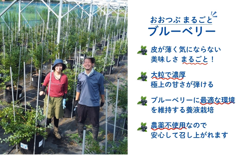 採れたて ブルーベリー 500g (100g×5パック) / 800g (100g×8パック【121237-002】