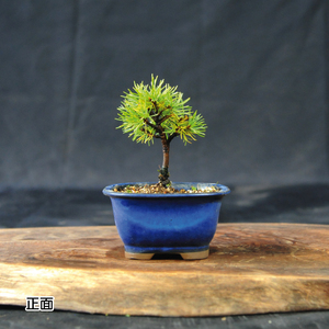 赤石の泉 赤石五葉松（鉢植え） F-154