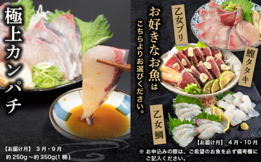 刺身 定期便 6ヶ月 小容量 コース 小島水産 がお届けする！ 美味しい お刺身 ( 鮮魚 下処理済 ) 産地直送 半年 新鮮 6回 （ ブリ かつおタタキ タイ カンパチ 鰤 鰹 真鯛 環八 魚 海