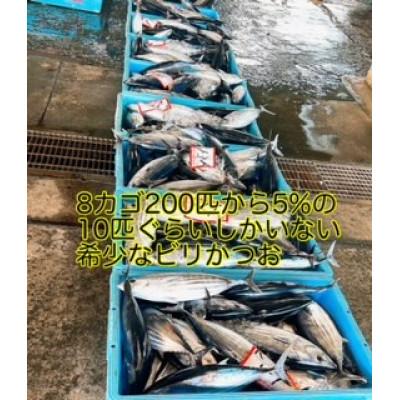ふるさと納税 南国市 カツオの食感に驚き!もちもち鰹　ビリかつお刺身300g×4節(刺身油・ニンニク付き) |  | 02