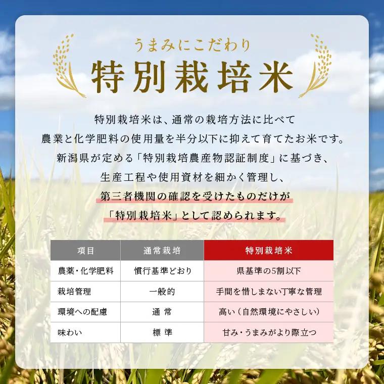 米 令和7年産 特別栽培米 新潟県産コシヒカリ（玄米）5kg
