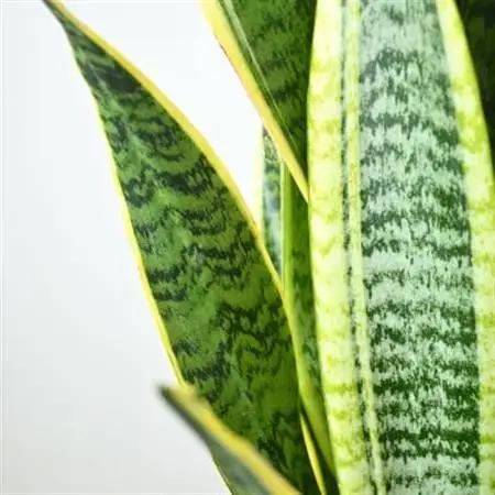 観葉植物 サンスベリア・ローレンティー 7号鉢(鉢カバーなし)【配送不可地域：離島・沖縄県】【1707580】