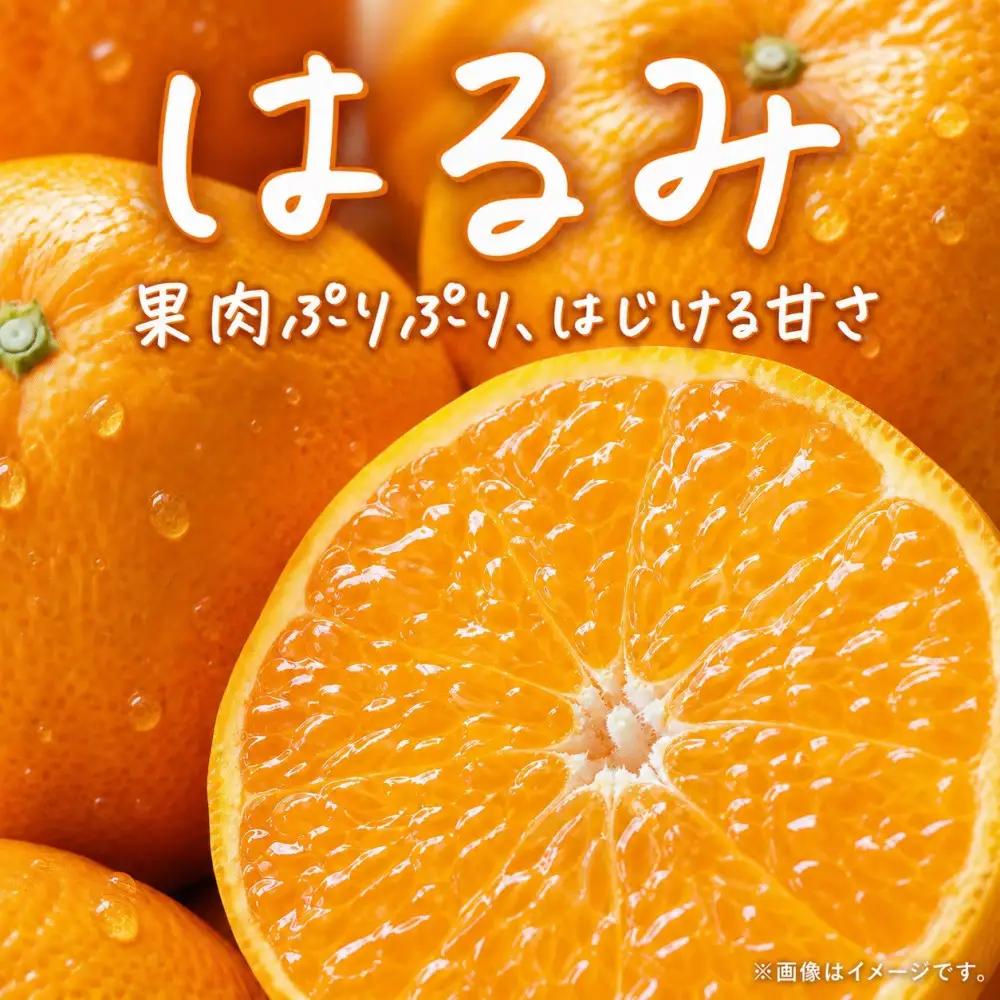 果肉ぷりぷり!完熟はるみ　５ｋｇ［2027年2月上旬頃～2027年2月下旬頃に順次発送］［UT22］