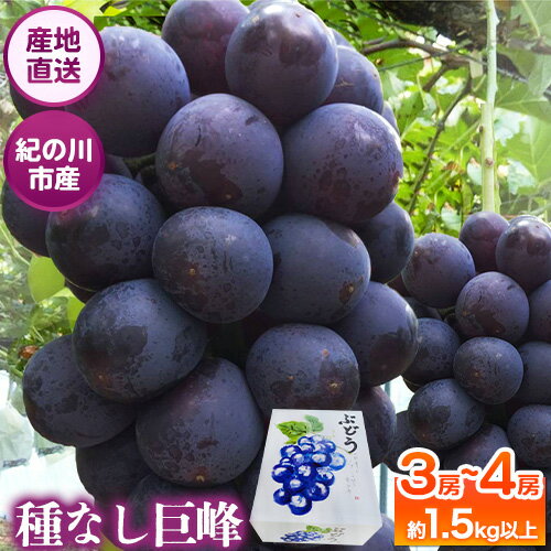 【ふるさと納税】種なし巨峰 3房〜4房入り 約1.5kg以上 m＆n果実園《8月上旬-8月末頃出荷》和歌山県 紀の川市