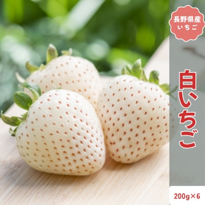 
                  2026年12月より順次発送　長野県産 希少 白いちご  6パック【1.2kg】【1705275】
                
