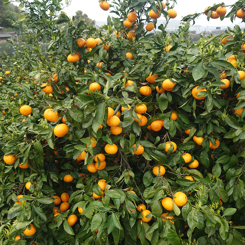 【2026年5月から発送】春 みかん カラマンダリン 家庭用 2kg｜みかん 蜜柑 旬 わけあり 訳あり 甘い 柑橘 果物 フルーツ 糖度 愛媛 松山