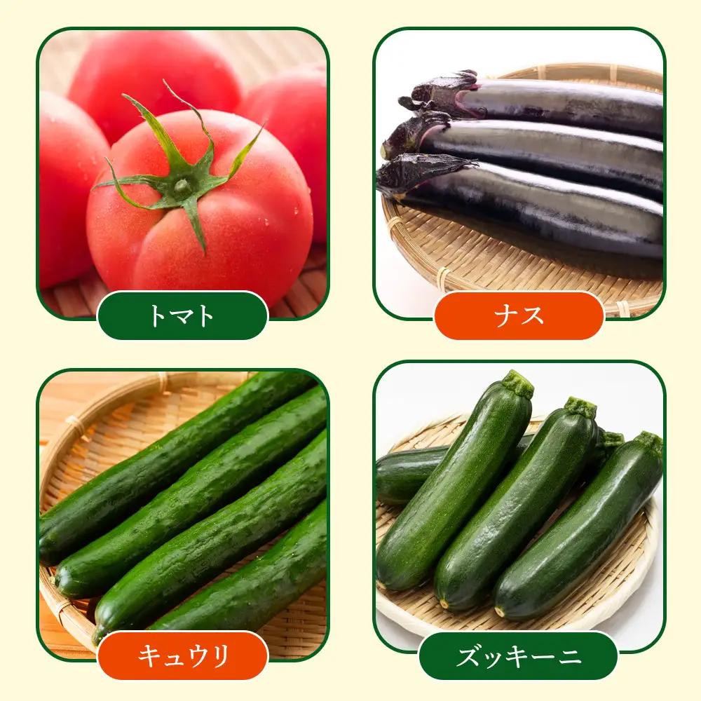 【先行予約】旭川のおまかせ野菜セット(8種以上) (2026年7月下旬発送開始) 野菜セット _05909