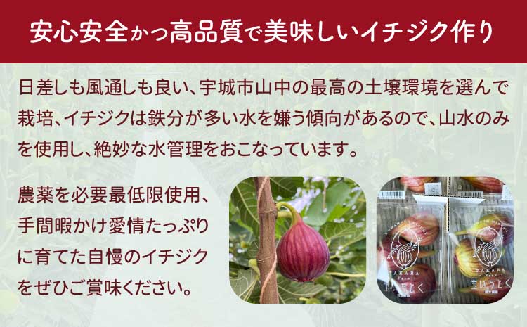 ハウスイチジク 約1kg（約250g×4パック） 【合同会社宝Farm】【2026年5月下旬〜8月下旬頃順次発送予定】※離島配送不可