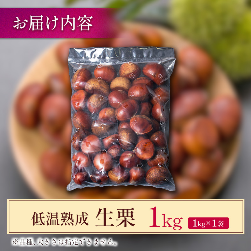 ＜2026年出荷!!＞国産 低温熟成栗（生栗）1kg 熟成宝珠栗 産地直送 宮崎県新富町産 先行予約【B671-26】_イメージ4