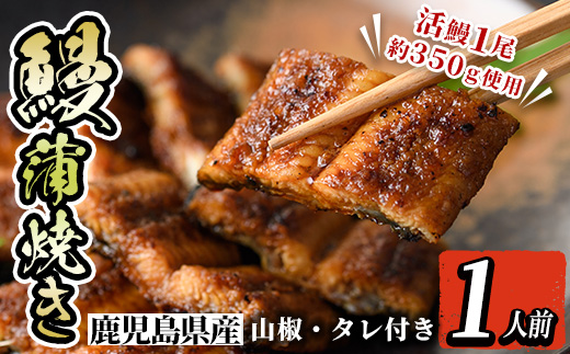 i800 鹿児島県産 うなぎ蒲焼(1尾)【とらふぐ家】
