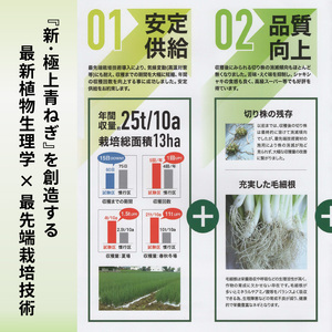青ねぎ 5kg ネギ 訳あり 4～6月発送 【 ねぎ 】