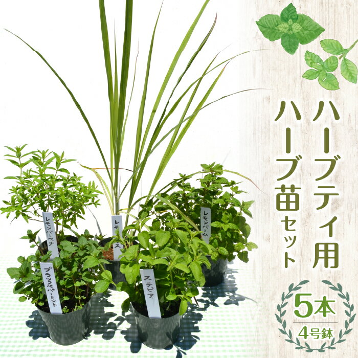 【ふるさと納税】【25年発送】ハーブティー用 ハーブ 苗 ガーデニング ベランダ 庭 健康 趣味 ギフト 家庭菜園 贈り物 人気 おすすめ 山梨県 昭和町 母の日 父の日 敬老の日 【ハーブショップYOU'樹】ハーブティ用ハーブ苗 4号鉢 5品種セット SWBE011