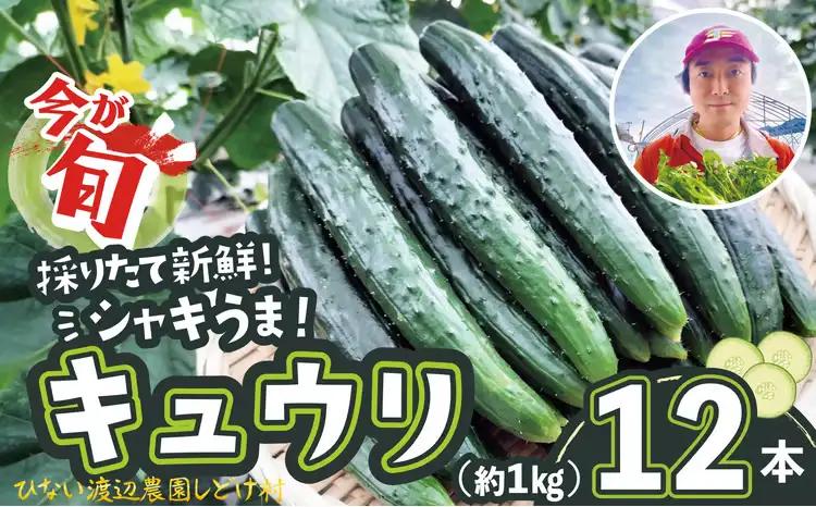 キュウリ 採りたてシャキ旨！12本　30P3225【ひない渡辺農園しどけ村】