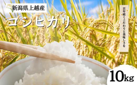 【先行予約｜10月上旬より順次出荷】10kg 米 新潟県産 コシヒカリ  精白米 謙信秘蔵米  お米  おすすめ 新潟 新潟米 上越 上越産 上越米 ふるさと納税 上杉謙信 人気